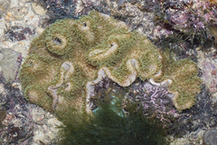 Lobophytum sarcophytoides