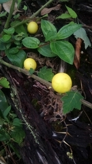 Solanum viarum
