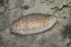 Actinopyga lecanora