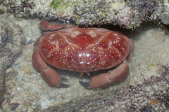 Atergatis integerrimus