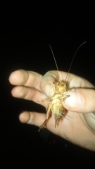 Tarbinskiellus portentosus