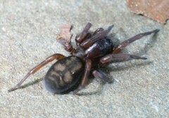 Callobius claustrarius