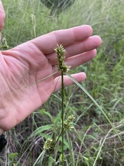 Cyperus fendlerianus