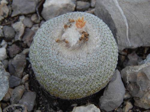 Epithelantha potosina