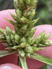 Cyperus fendlerianus
