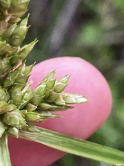 Cyperus fendlerianus