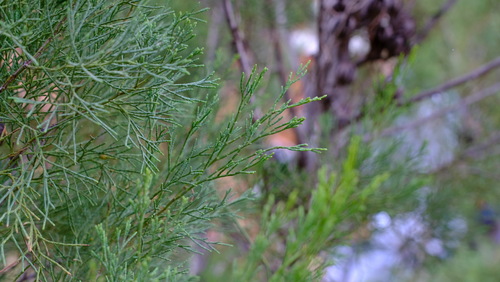 Image of Callitris canescens by (c) Peter Crowcroft, some rights reserved (CC BY)