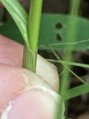 Cyperus fendlerianus