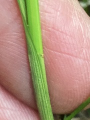 Cyperus fendlerianus