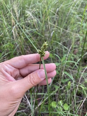Cyperus fendlerianus