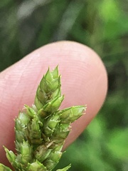 Cyperus fendlerianus