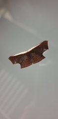 Tessarotis rubrata