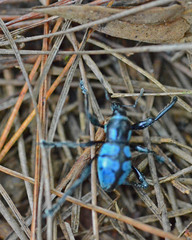 Metapocyrtus lindabonus