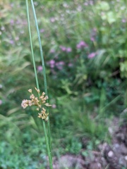 Juncus decipiens