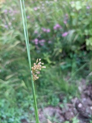 Juncus decipiens