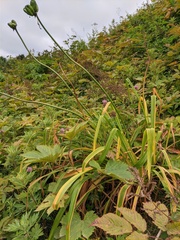 Hemerocallis middendorffii