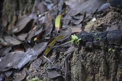 Sphenomorphus maculatus