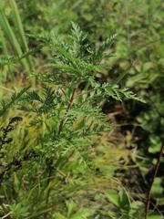 Artemisia gmelinii