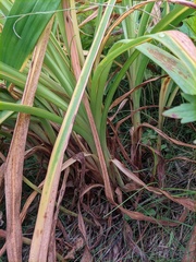 Hemerocallis middendorffii