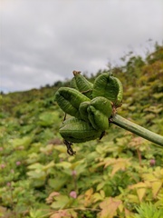 Hemerocallis middendorffii