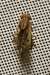 Opomyza germinationis