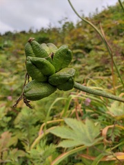 Hemerocallis middendorffii