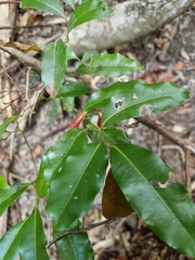 Cryptocarya bidwillii