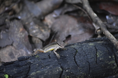 Sphenomorphus maculatus