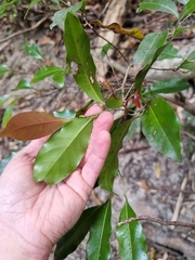 Cryptocarya bidwillii