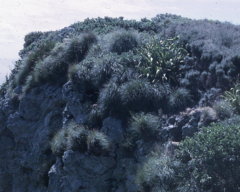 Chionochloa bromoides