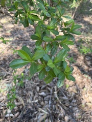 Hibbertia cuneiformis