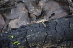 Sphenomorphus maculatus