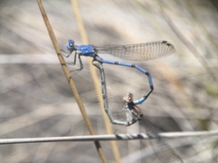 Argia agrioides