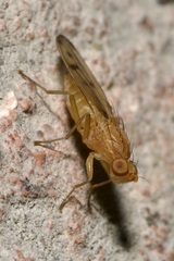 Opomyza florum