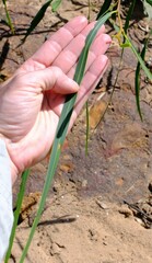 Acacia signata