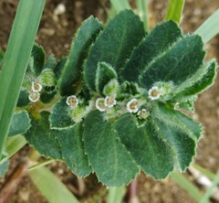 Euphorbia stictospora