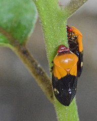 Homalostethus sangaris