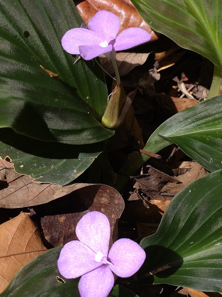 Ngải chúa – Kaempferia elegans