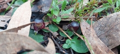 Corybas diemenicus