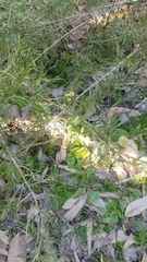 Acanthocarpus preissii