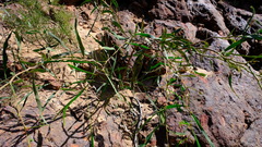 Acacia signata