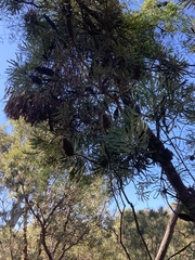 Banksia attenuata