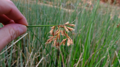 Image of Coast Club-Rush (Schoenoplectus subulatus) by (c) Peter Crowcroft, some rights reserved (CC BY)