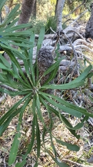 Banksia attenuata