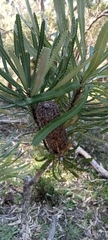 Banksia attenuata