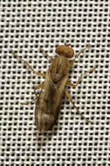 Opomyza germinationis