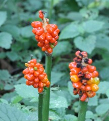 Arum cylindraceum