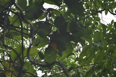 Dipterocarpus dyeri