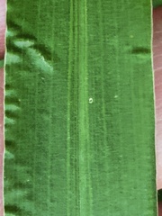 Setaria grisebachii