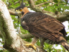Spizaetus ornatus